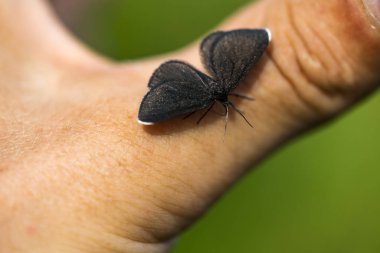 Başparmaküzerinde siyah kelebek.