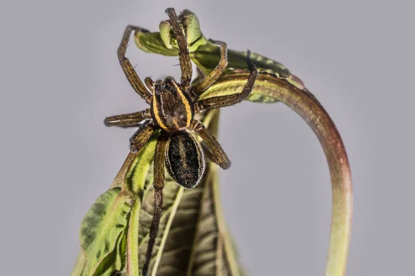 Araña marrón sobre una hoja marrón-verde . —  Fotos de Stock