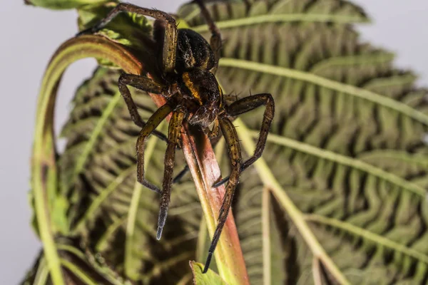 Araña marrón sobre una hoja verde. —  Fotos de Stock