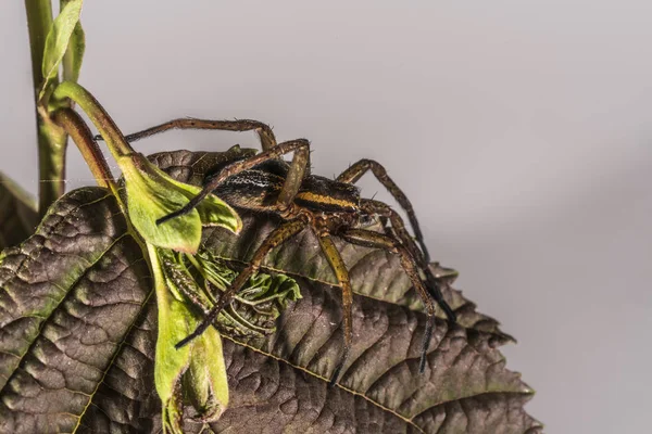 Araña marrón en una hoja marrón . —  Fotos de Stock