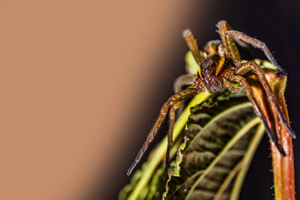 Un ragno bruno su una foglia verde scuro . — Foto Stock
