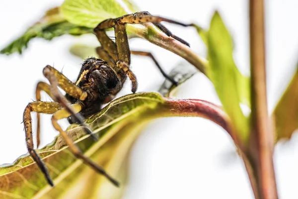 Die braune Spinne sitzt auf dem grünen Stiel der Pflanze. — Stockfoto