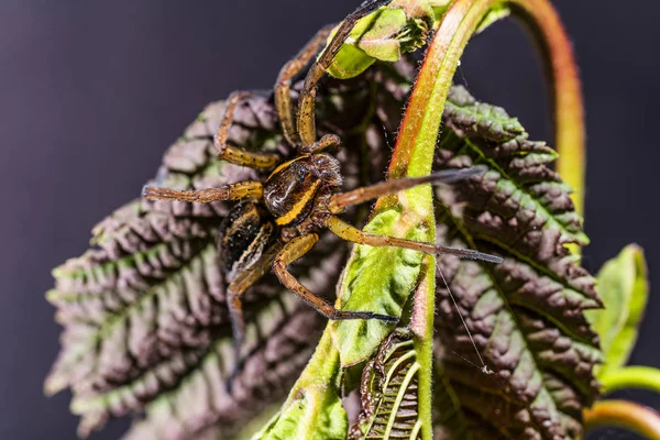 Eine braune Spinne sitzt auf einem dunkelbraunen Blatt. — Stockfoto