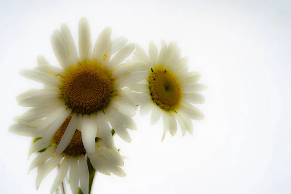 Daisies on white background.