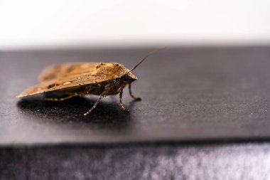 Koyu arka plan üzerinde kahverengi kelebek.