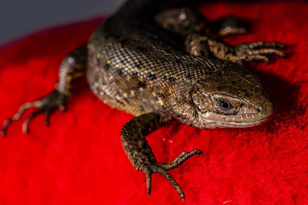 Lézard brun sur fond rouge 14 — Photo