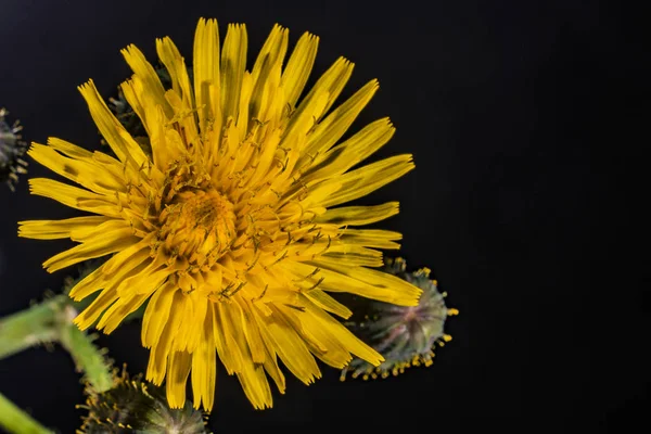 Yellow flower on black background