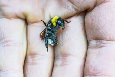 Avucunuzun ucundaki bumblebee 2