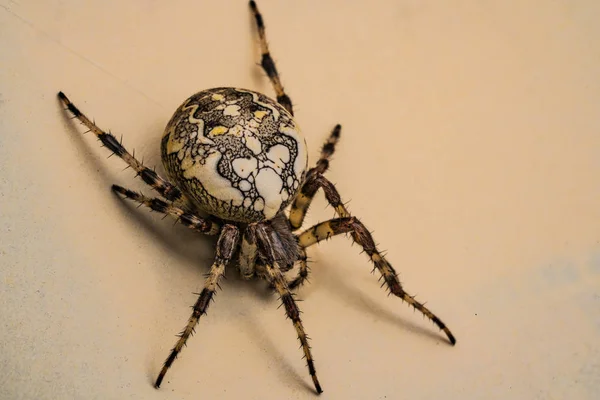 Araña blanca sobre fondo beige — Foto de Stock