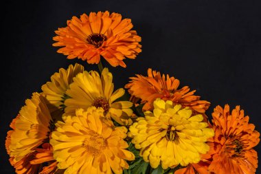 Koyu bir arka plan üzerinde calendula officinalis Çiçekler