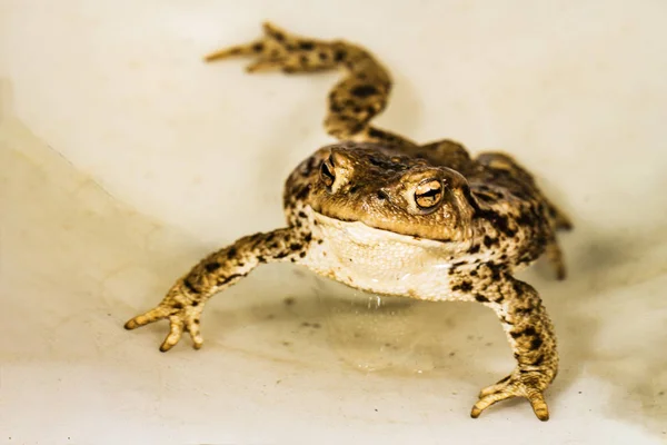 Sapo sonriente — Foto de Stock