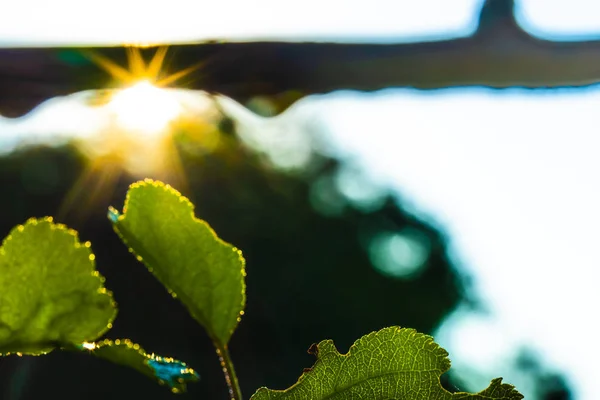 숲속의 태양별 — 스톡 사진