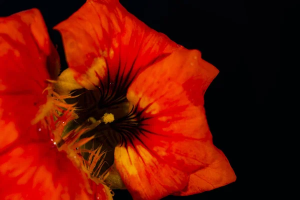 Tropaeolum fleur sur fond noir — Photo
