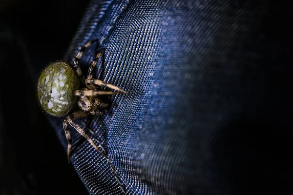 Spinne auf der Hutrückseite — Stockfoto