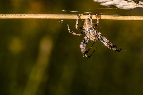 Araña colgando de una hoja de hierba —  Fotos de Stock