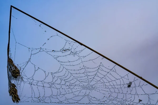 Rete di mattina su uno sfondo di cielo — Foto Stock