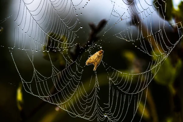 이른 아침에 거미줄에 잡힌 나비 — 스톡 사진