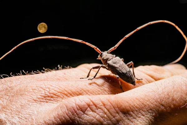 Een kever met een lange snor zit op zijn hand en kijkt naar de — Stockfoto