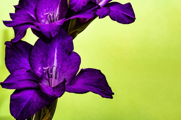 Gladiole violet en fleurs sur fond vert clair — Photo