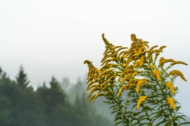 Sabah sisortasında Blooming Kanada goldenrod