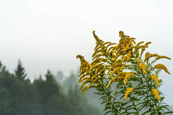 Floração goldenrod canadense em meio à névoa da manhã — Fotografia de Stock