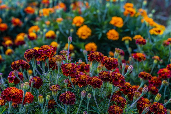 Kwitnące marigoldy pokryte poranną rosy — Zdjęcie stockowe