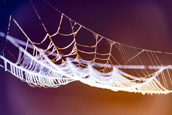 Hangende spinnenwebben op kleurrijke achtergrond — Stockfoto