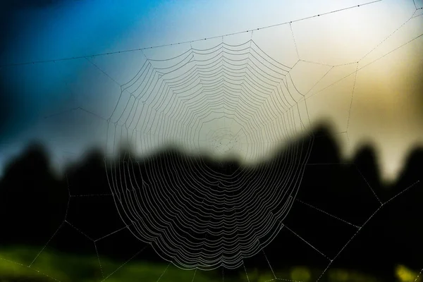 Натянутая паутина против неба и леса — стоковое фото