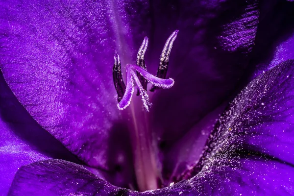 Gladiole fleur pourpre — Photo