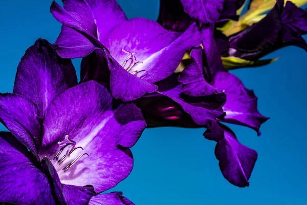 Fleur de gladiole pourpre sur fond bleu ciel — Photo