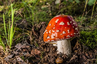 Kırmızı mantar yerden tırmanıyor