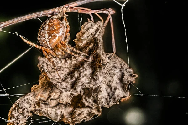 Araña marrón cerca de su casa —  Fotos de Stock