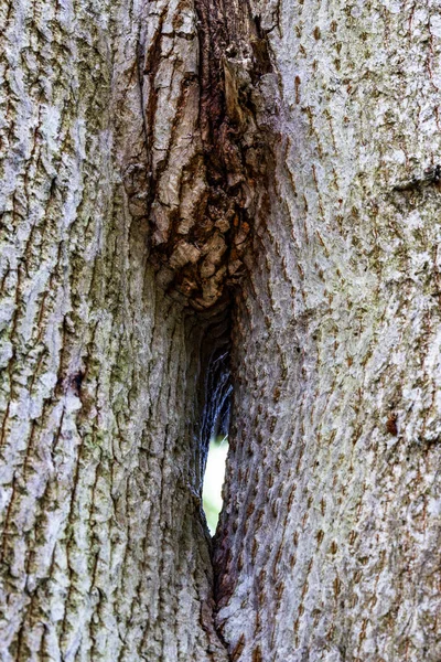 The gap between neighboring trees