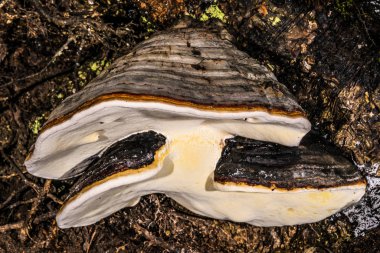 Benzersiz üçlü Polyporaceae