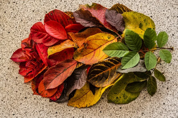 Spring-summer-autumn leaf