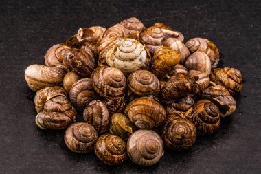 Karanlık bir arka planda mezar salyangozları