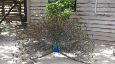 tavus kuşu bahçesinde kadın ile flört