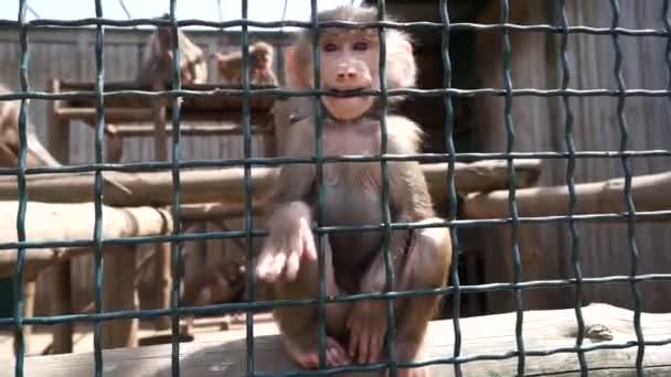 Pequeño Mono Está Mirando Cámara — Vídeo de stock