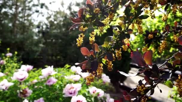 Комахи Літають Навколо Квітів Дворі — стокове відео