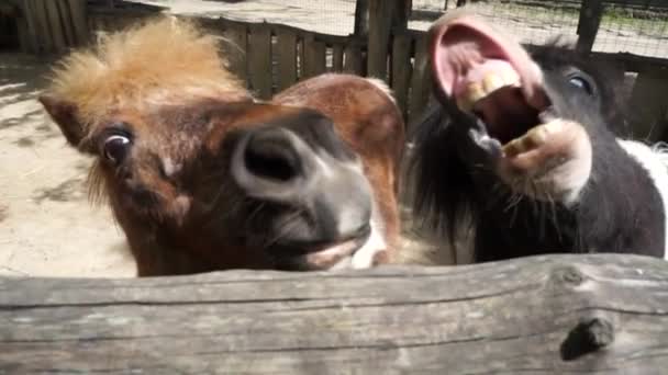 Two Horses Neighing Yard — Stock Video