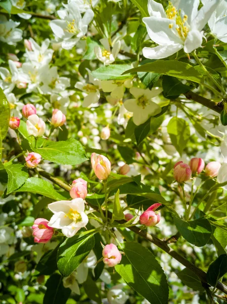 Белые Розовые Цветущие Яблони Весной Солнечный День Свежесть Весны — стоковое фото