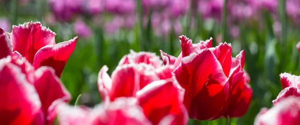 Bunte Tulpenblüten auf einem Blumenbeet im Stadtpark. — Stockfoto