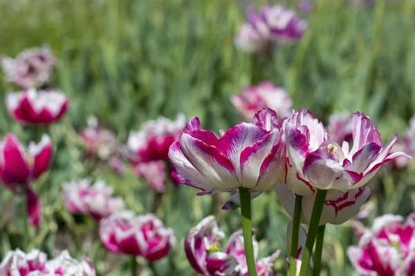 Bunte Tulpenblüten auf einem Blumenbeet im Stadtpark. — Stockfoto