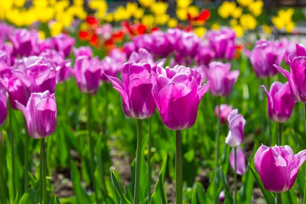 Bunte Tulpenblüten Auf Einem Blumenbeet Stadtpark Leuchtende Blumen Einem Sonnigen — Stockfoto