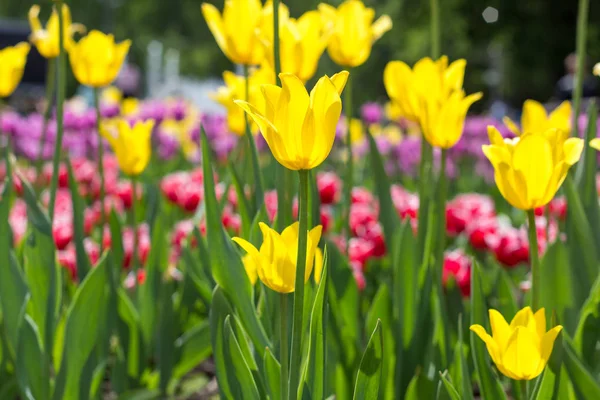 Bunte Tulpenblüten auf einem Blumenbeet im Stadtpark. — Stockfoto