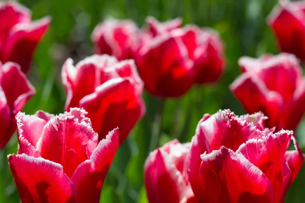 Bunte Tulpenblüten auf einem Blumenbeet im Stadtpark. — Stockfoto