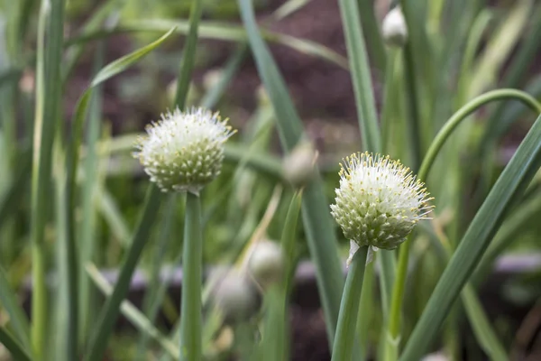 Blooming white flowers of onion  in the garden — Stock Photo, Image