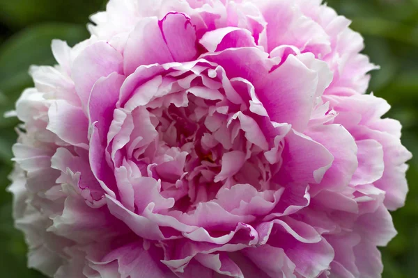 Peonia rosa in fiore nel giardino estivo . — Foto Stock