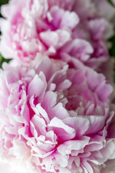 Peonia rosa in fiore nel giardino estivo . — Foto Stock