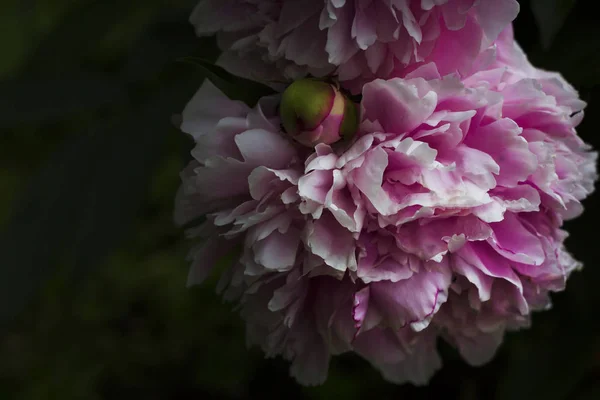 Цветущий розовый пион в темном саду — стоковое фото